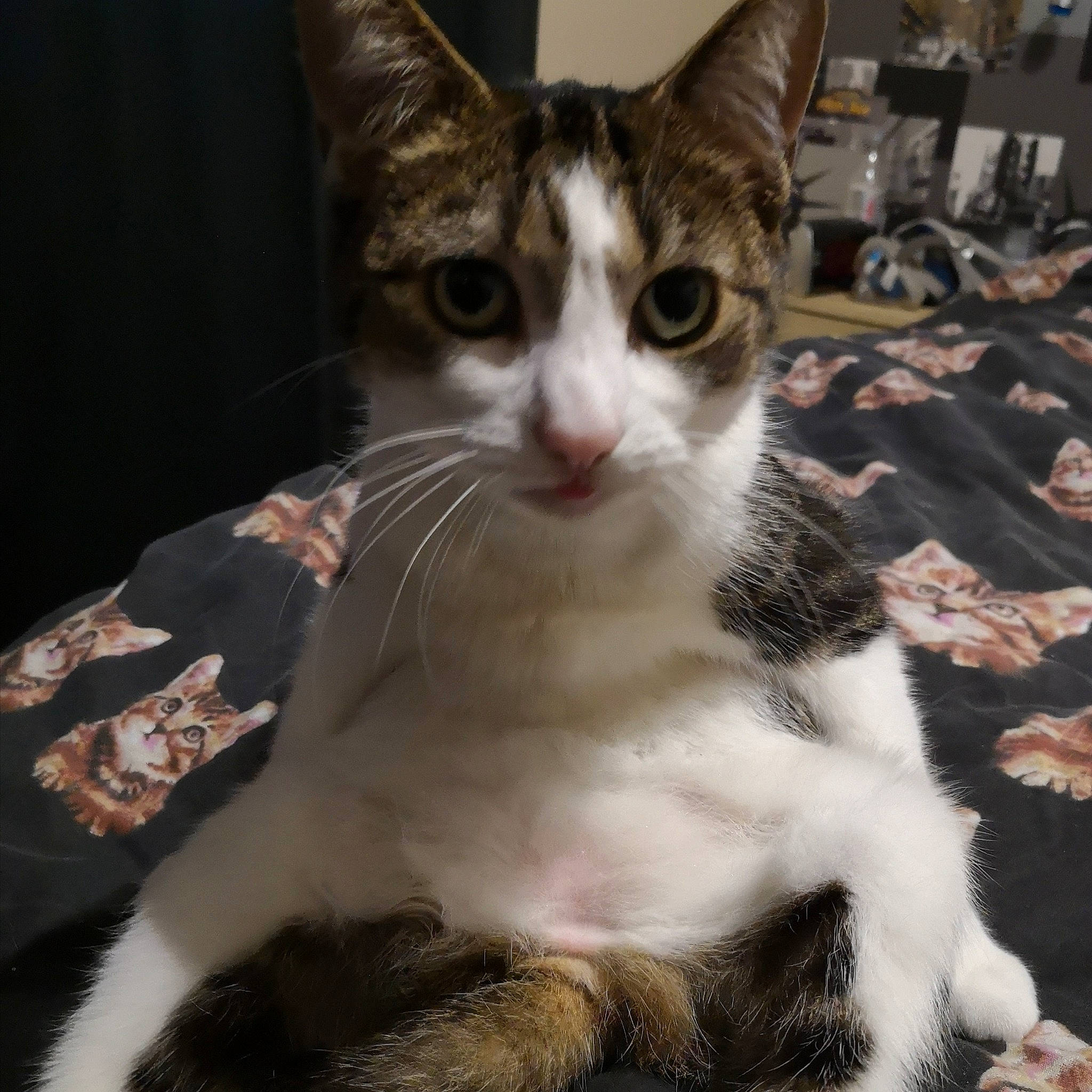 Misty joined the competition — help win amazing prizes! aegean_cat, american_wirehair, arabian_mau, asian, carnivore, cat, domestic_short_haired_cat, european_shorthair, felidae, fur, german_rex, kitten, mammal, oriental_longhair, oriental_shorthair, polydactyl_cat, small_to_medium_sized_cats, snout, vertebrate, whiskers