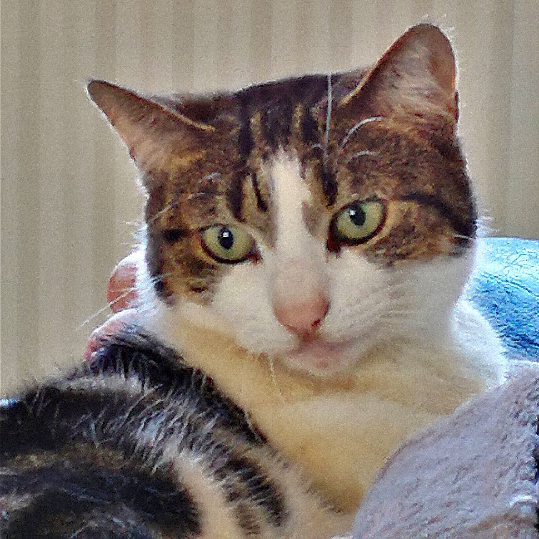 Misty joined the competition — help win amazing prizes! aegean_cat, american_shorthair, american_wirehair, arabian_mau, asian, australian_mist, carnivore, cat, domestic_short_haired_cat, dragon_li, european_shorthair, eye, felidae, fur, kitten, mammal, small_to_medium_sized_cats, tabby_cat, vertebrate, whiskers