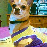 Chuey joined the competition — help win amazing prizes! dog, pet, chihuahua, clothing, bed, indoor, furniture, dresser, electronics, curious, small_dog, ears, animal, canine, portrait, purple, yellow, collar, cute, domestic