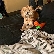 Cinnamon joined the competition — help win amazing prizes! dog, small_dog, toy, orange_toy, carrot_toy, bed, blanket, black_bedspread, person, legs, raised_legs, fur, collar, indoor, relaxed, pet, home, cozy, blanket_pattern, paw