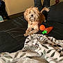 dog, small_dog, toy, orange_toy, carrot_toy, bed, blanket, black_bedspread, person, legs, raised_legs, fur, collar, indoor, relaxed, pet, home, cozy, blanket_pattern, paw