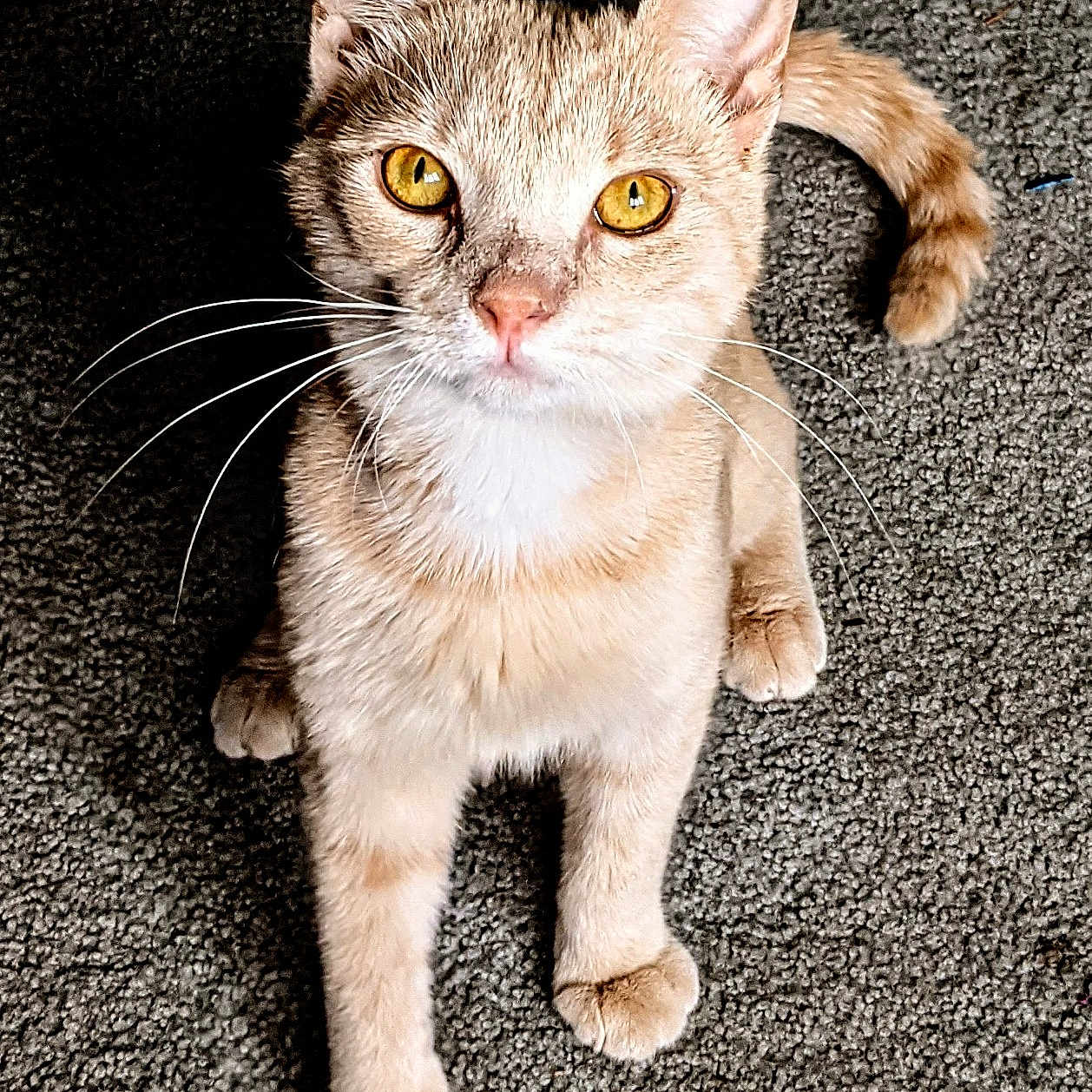 Tigger is registered to the contest to win money with this photo: abyssinian, angora, animal, cat, kitten, manx, pet, siamese