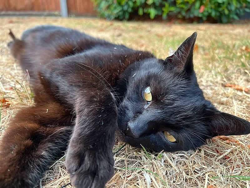 Claude is registered to the contest to win money with this photo: black_cat, bombay, carnivore, cat, claw, domestic_short_haired_cat, eye, felidae, fur, grass, havana_brown, plant, small_to_medium_sized_cats, snout, tail, terrestrial_animal, whiskers