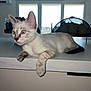 kitten, cat, indoor, countertop, window, fruit_basket, pear, domestic_animal, pet, curious, blue_eyes, feline, resting, light, shadow, home, kitchen, table, animal, young
