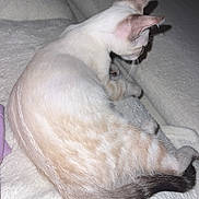 Snow participe au concours pour gagner de l'argent avec cette photo : cat, feline, animal, pet, white, beige, tail, fur, ears, whiskers, blanket, soft, cozy, indoor, resting, relaxed, side_view, mammal, cute, comfort