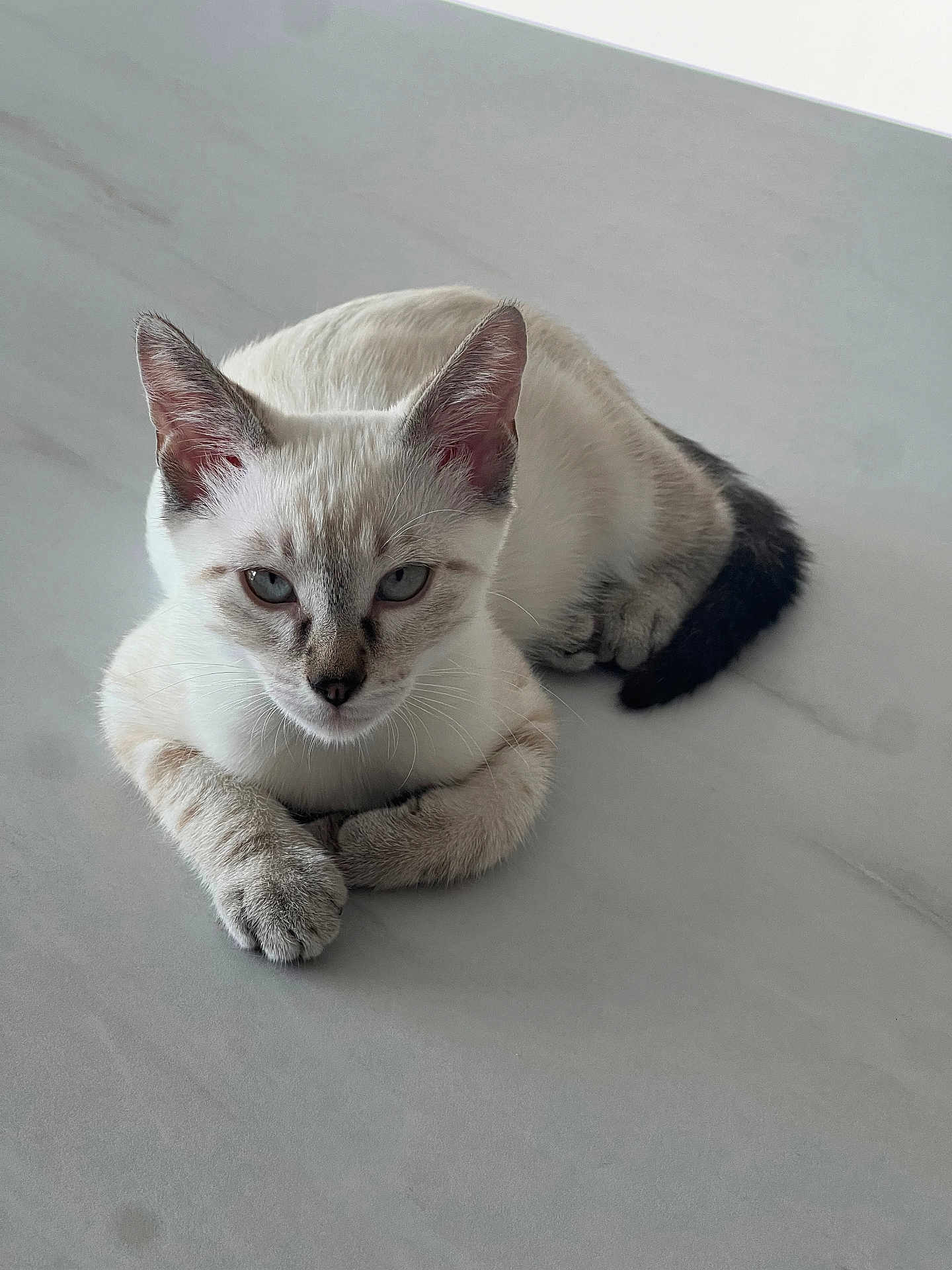 Snow participe au concours pour gagner de l'argent avec cette photo : cat, animal, pet, feline, lying_down, blue_eyes, white_fur, grey_fur, marble_surface, indoor, cute, whiskers, ears, tail, paws, resting, looking, calm, domestic_cat, portrait