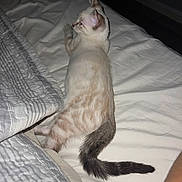 Snow participe au concours pour gagner de l'argent avec cette photo : animal, bed, blanket, cat, comfort, cozy, cute, domestic, feline, fur, gray, indoor, pet, quilt, relaxation, resting, sleepy, striped, tail, white