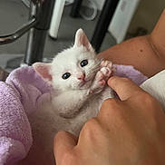 Arlo participe au concours pour gagner de l'argent avec cette photo : kitten, white_cat, hand, human_finger, purple_towel, indoor, furniture, playful, cute, pet, animal, cozy, close_up, soft_texture, paw, touching, domestic, young_animal, feline, interaction
