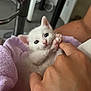 animal, close_up, cozy, cute, domestic, feline, furniture, hand, human_finger, indoor, interaction, kitten, paw, pet, playful, purple_towel, soft_texture, touching, white_cat, young_animal