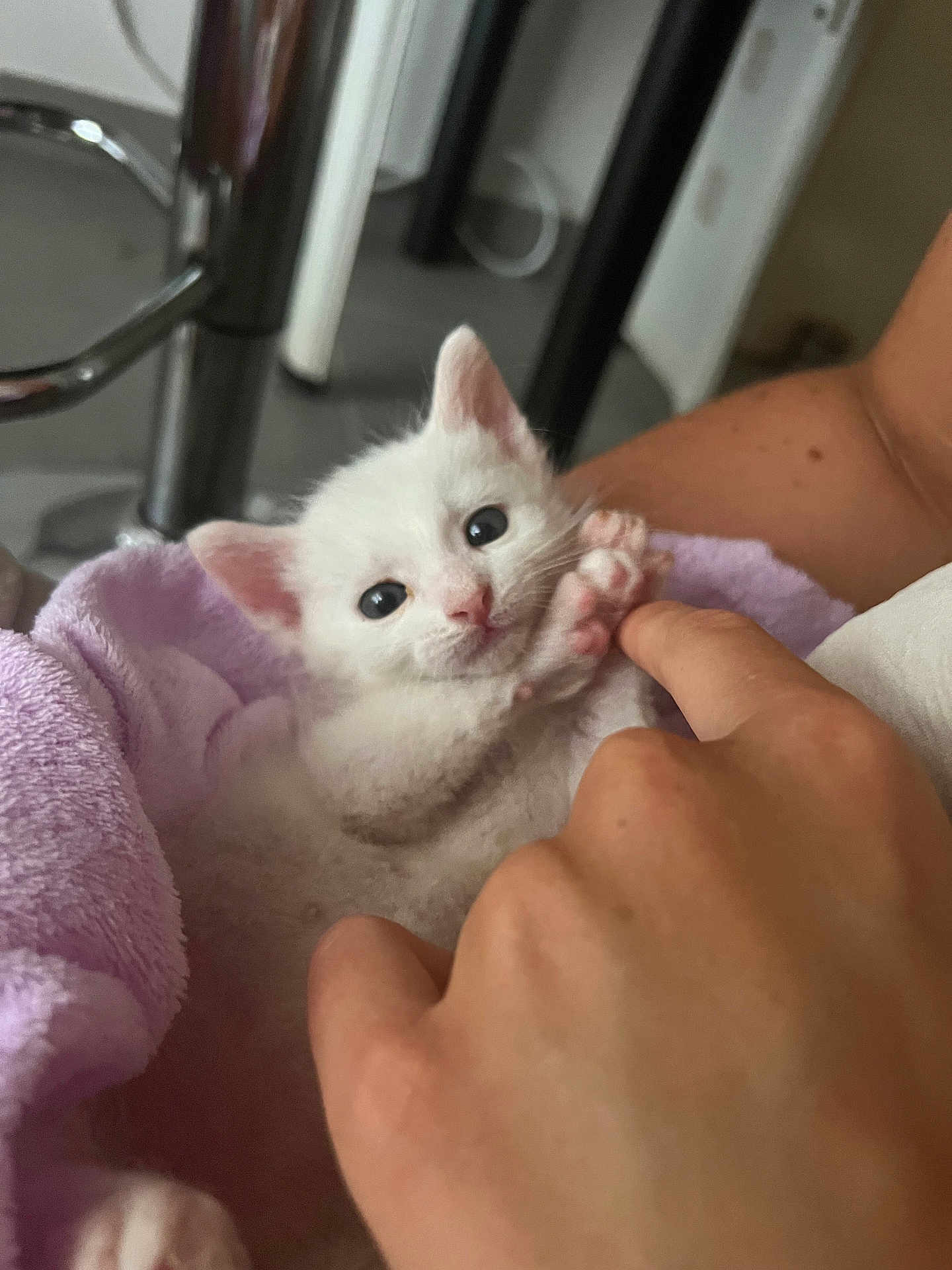 Arlo participe au concours pour gagner de l'argent avec cette photo : kitten, white_cat, hand, human_finger, purple_towel, indoor, furniture, playful, cute, pet, animal, cozy, close_up, soft_texture, paw, touching, domestic, young_animal, feline, interaction