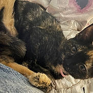 Rebecca joined the competition — help win amazing prizes! cat, kitten, tortoiseshell, fur, paw, ear, eyes, pink_collar, collar, bed, bedding, blanket, whiskers, close_up, portrait, indoor, cozy, jeans, fabric, pet