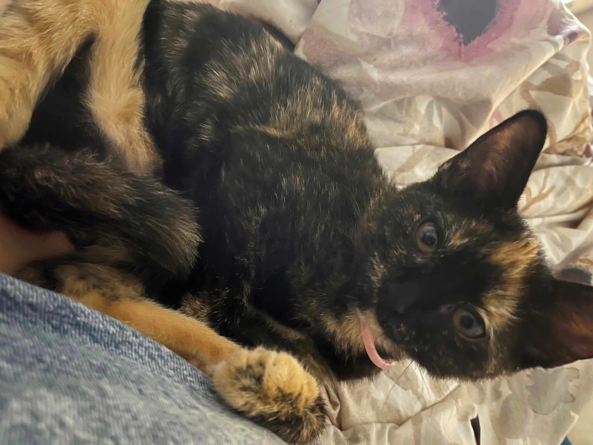 Rebecca joined the competition — help win amazing prizes! cat, kitten, tortoiseshell, fur, paw, ear, eyes, pink_collar, collar, bed, bedding, blanket, whiskers, close_up, portrait, indoor, cozy, jeans, fabric, pet