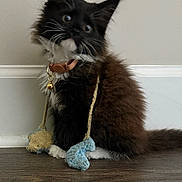 Bootsy is registered to the contest to win money with this photo: animal, bell, black_and_white, cat, collar, curious, cute, floor, fluffy, indoor, kitten, pet, plush, sitting, small, toy, wall, whiskers, wooden_floor, young