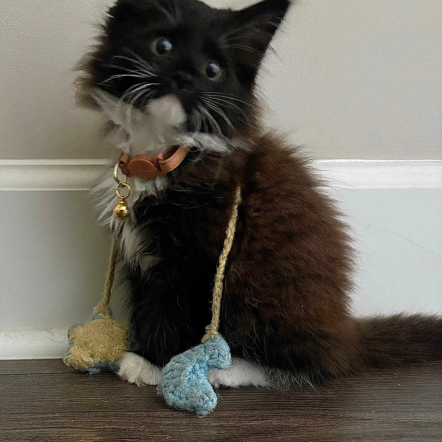 Bootsy