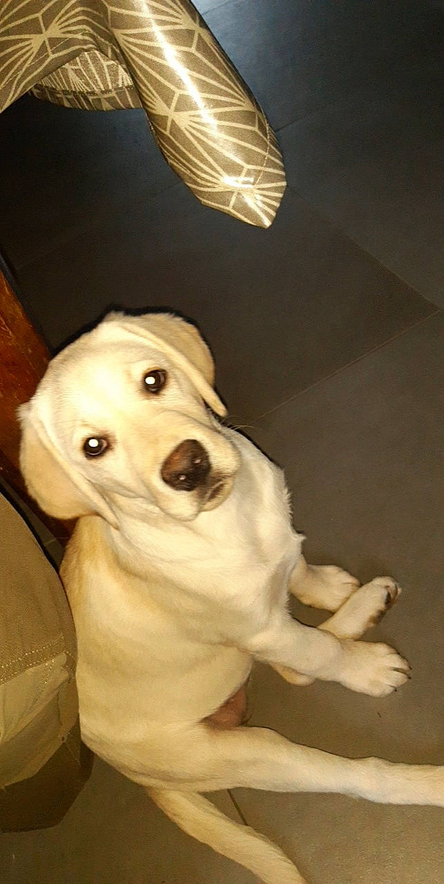 Sucrette a rejoint le concours — aidez-le/la à gagner de superbes lots ! canidae, carnivore, collar, companion_dog, dog, dog_breed, dog_collar, dog_supply, ear, fang, fawn, fur, non_sporting_group, pet_supply, snout, sporting_group, whiskers, working_animal