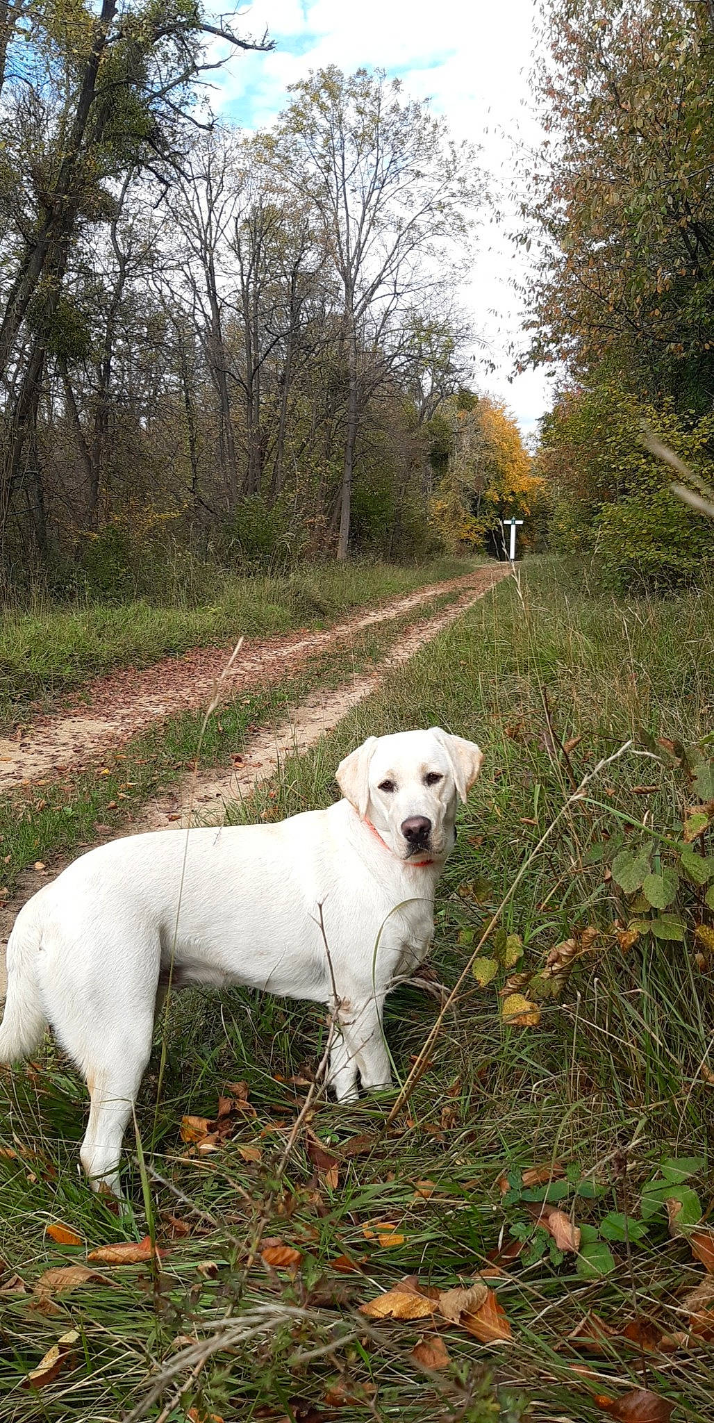 Sucrette a rejoint le concours — aidez-le/la à gagner de superbes lots ! canidae, carnivore, collar, companion_dog, dog, dog_breed, fawn, grass, gun_dog, hunting_dog, non_sporting_group, plant, sky, sporting_group, tail, terrestrial_animal, tree, walking, working_animal