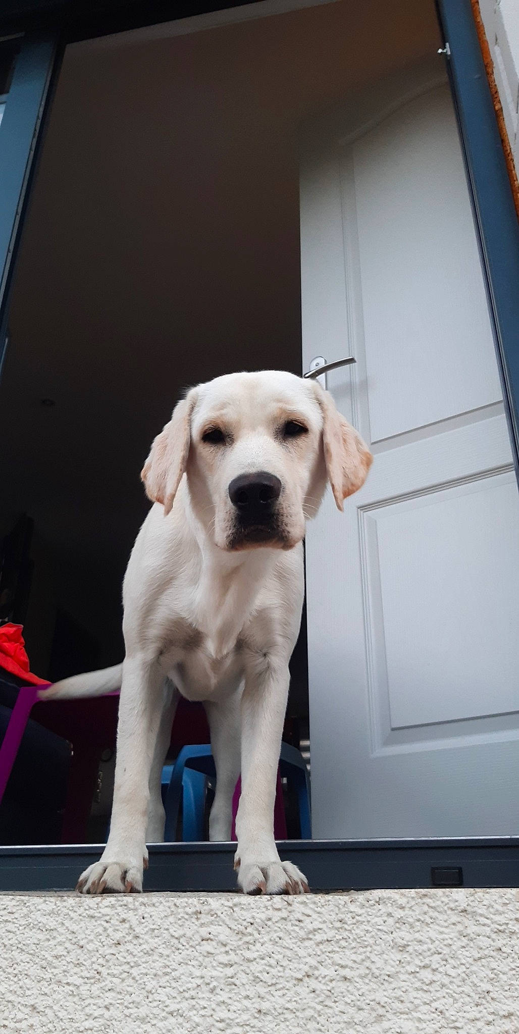 Sucrette a rejoint le concours — aidez-le/la à gagner de superbes lots ! canidae, carnivore, collar, companion_dog, dog, dog_breed, dog_collar, dog_supply, door, fawn, flooring, gun_dog, non_sporting_group, paw, pet_supply, snout, sporting_group, tail, whiskers, working_animal