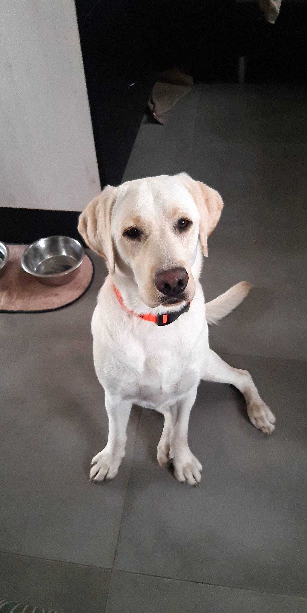 Sucrette participe au concours pour gagner de l'argent avec cette photo : carnivore, collar, companion_dog, dog, dog_breed, dog_collar, dog_supply, fawn, flooring, fur, kitchen_utensil, pet_supply, plate, serveware, snout, sporting_group, tableware, whiskers, wine_glass, working_animal