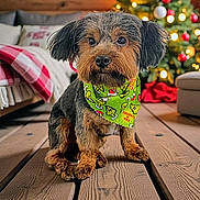 Rascal is registered to the contest to win money with this photo: dog, small_dog, bandana, green_bandana, grinch_pattern, christmas_tree, bokeh_lights, wooden_floor, cozy, living_room, blanket, couch, wreath, ornaments, portrait, close_up, groomed, paws, adorable, fur_texture