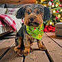 dog, small_dog, bandana, green_bandana, grinch_pattern, christmas_tree, bokeh_lights, wooden_floor, cozy, living_room, blanket, couch, wreath, ornaments, portrait, close_up, groomed, paws, adorable, fur_texture