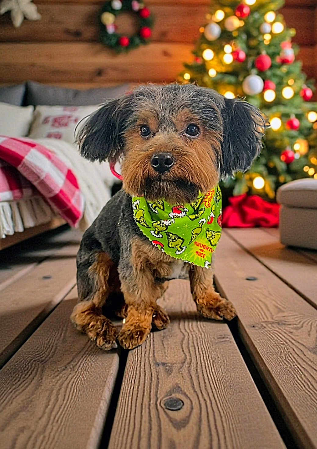 Rascal is registered to the contest to win money with this photo: dog, small_dog, bandana, green_bandana, grinch_pattern, christmas_tree, bokeh_lights, wooden_floor, cozy, living_room, blanket, couch, wreath, ornaments, portrait, close_up, groomed, paws, adorable, fur_texture