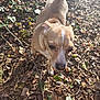 Yuuki is registered to the contest to win money with this photo: dog, canine, outdoor, forest, leaves, twigs, sunlight, nature, brown, white_marking, sniffing, animal, pet, daylight, ground, closeup, curious, small_dog, walking, fall
