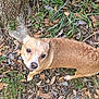 dog, tan_dog, forest_floor, tree_trunk, leaves, grass, outdoor, animal, pet, canine, nature, brown, white_marking, small_dog, curious, looking_up, walking, ground, daylight, natural_light