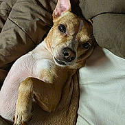 Yuuki joined the competition — help win amazing prizes! dog, pet, brown, white, blanket, bed, resting, relaxed, fur, canine, cute, animal, indoors, cozy, lying_down, paw, ears, snout, portrait, companion