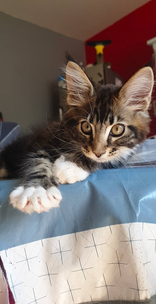 Tominou participe au concours pour gagner de l'argent avec cette photo : box, carnivore, cat, claw, comfort, domestic_short_haired_cat, felidae, fur, paw, sitting, small_to_medium_sized_cats, snout, whiskers