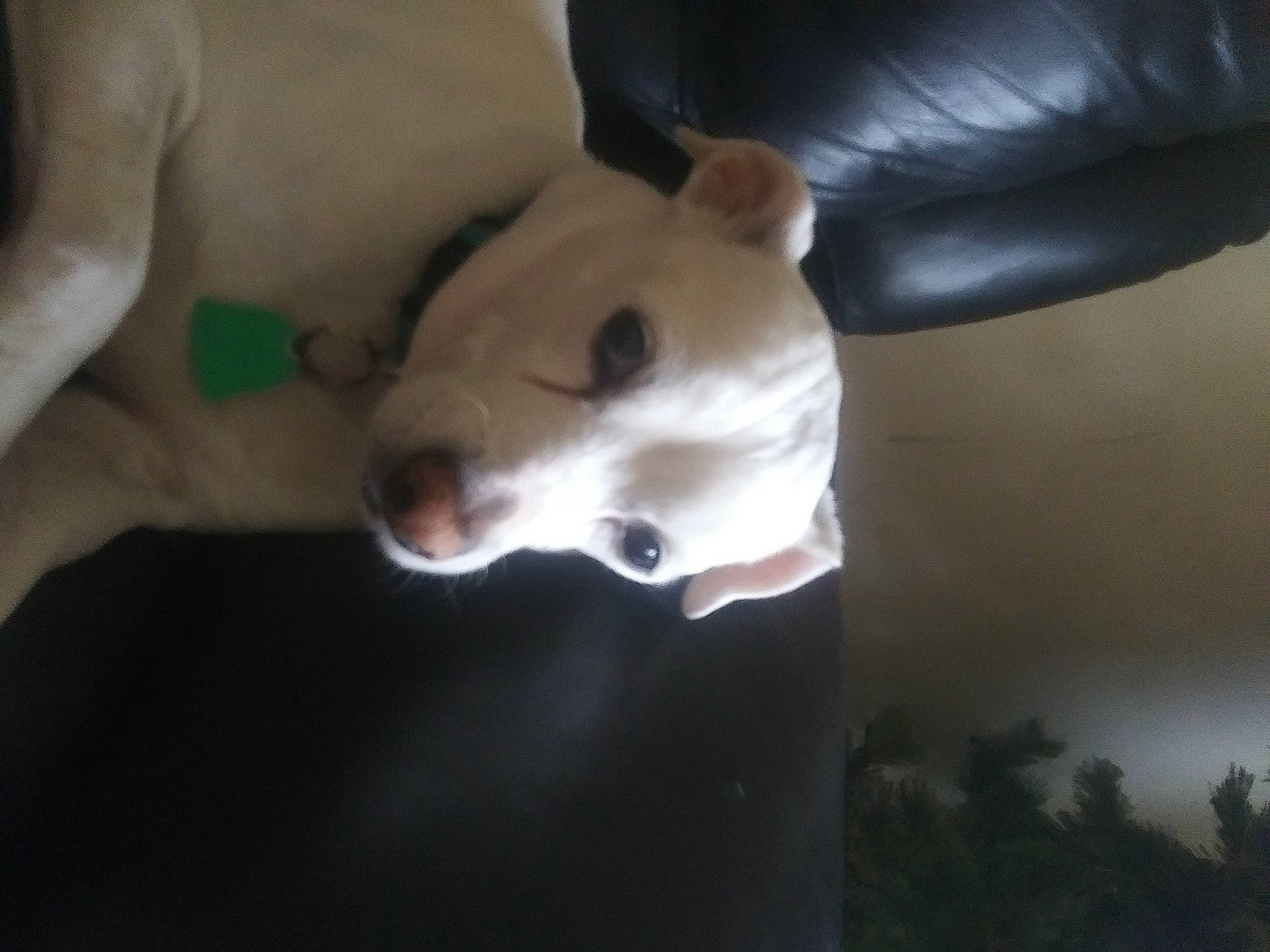 Hawkeye joined the competition — help win amazing prizes! bull_terrier, bull_terrier_miniature, canidae, carnivore, companion_dog, darkness, dog, dog_breed, dog_collar, ear, fawn, guard_dog, non_sporting_group, paw, snout, sporting_group, tail, terrestrial_animal, whiskers, working_animal