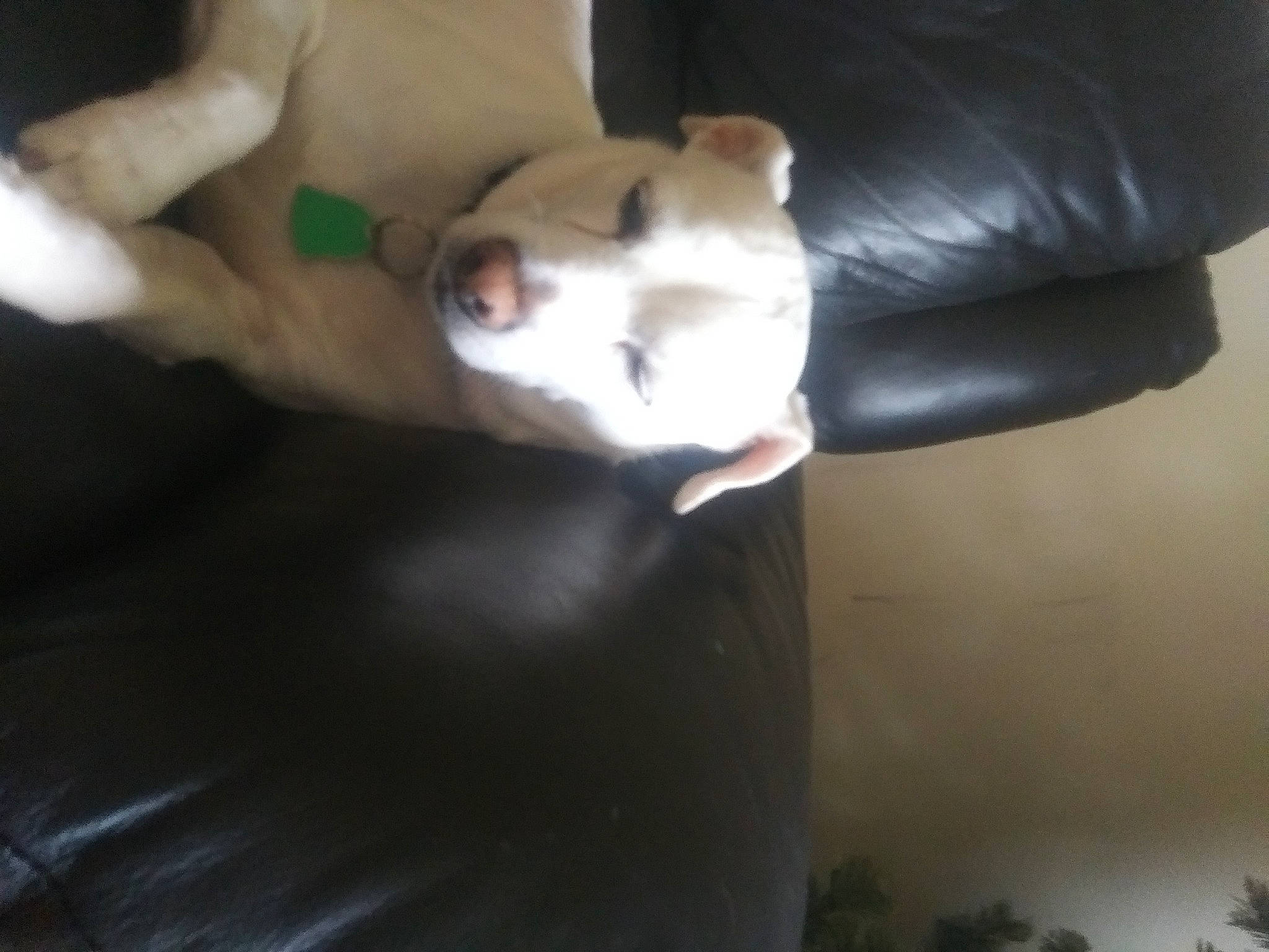 Hawkeye joined the competition — help win amazing prizes! canidae, carnivore, comfort, companion_dog, dog, dog_breed, fawn, felidae, fur, human_leg, non_sporting_group, paw, small_to_medium_sized_cats, snout, sporting_group, tail, terrestrial_animal, whiskers, working_animal