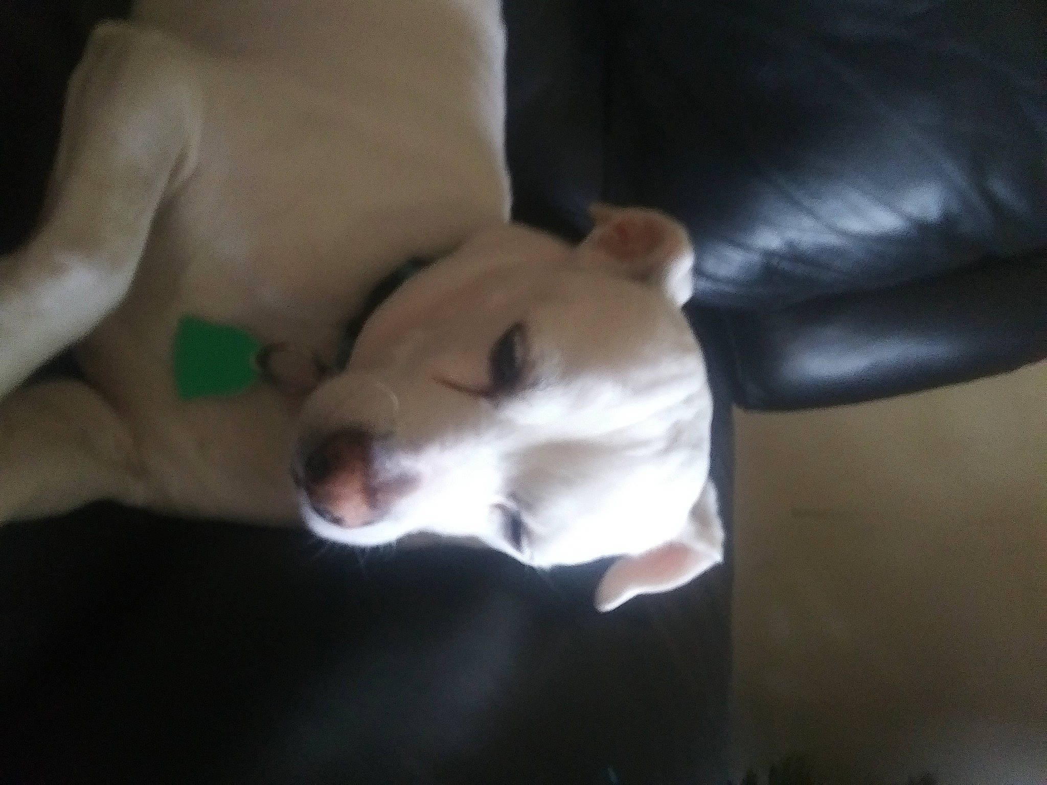 Hawkeye is registered to the contest to win money with this photo: canidae, carnivore, comfort, companion_dog, darkness, dog, dog_breed, ear, fawn, guard_dog, non_sporting_group, paw, puppy, snout, sporting_group, tail, terrestrial_animal, whiskers, working_animal