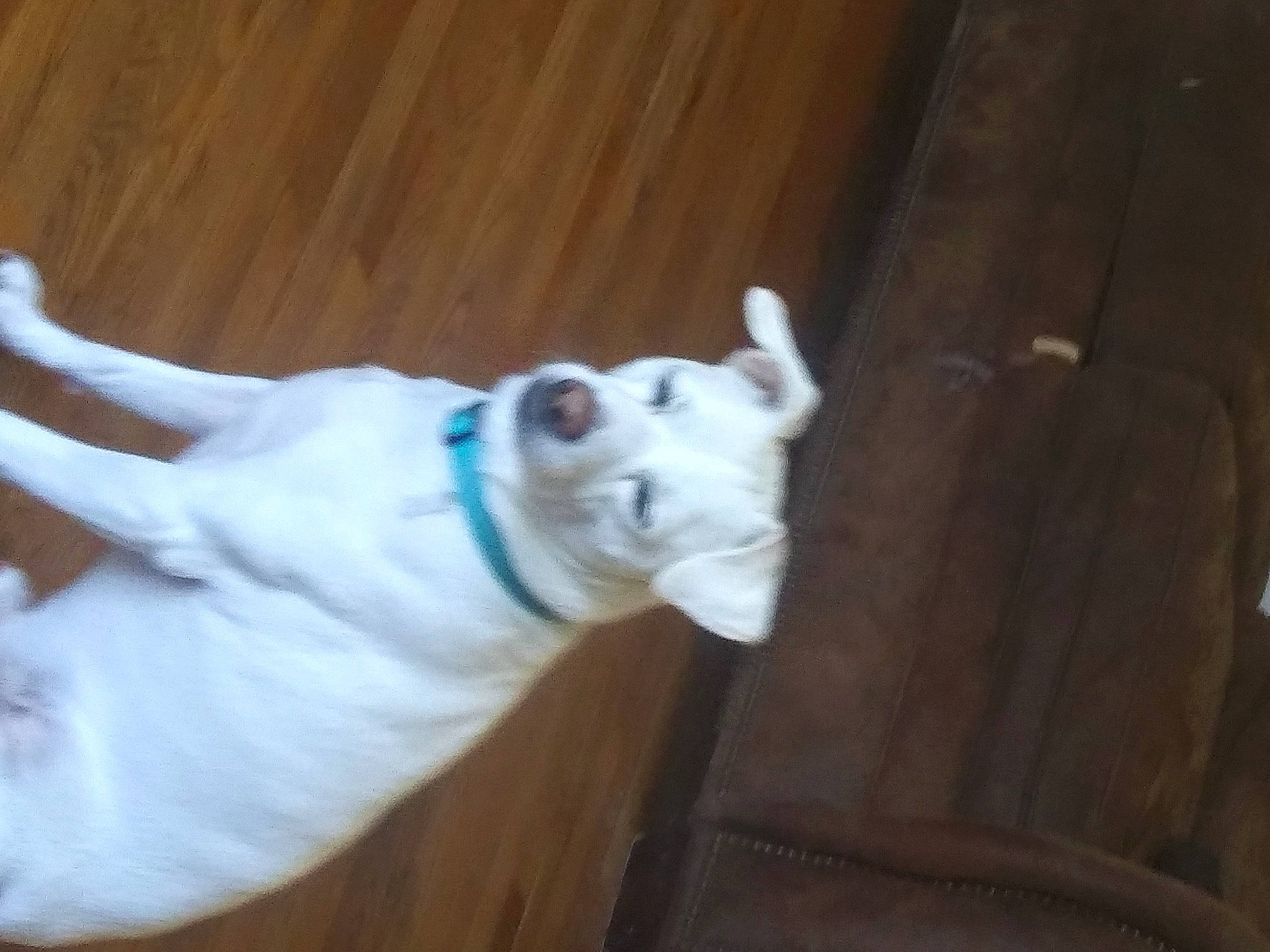 Hawkeye is registered to the contest to win money with this photo: canidae, carnivore, collar, companion_dog, dog, dog_breed, dog_collar, fawn, felidae, fur, hardwood, paw, small_to_medium_sized_cats, snout, sporting_group, tail, terrestrial_animal, whiskers, wood, working_animal