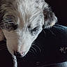 Blue joined the competition — help win amazing prizes! puppy, dog, close_up, fur, sleepy, animal, pet, nose, whiskers, resting, dark_background, soft_light, cute, young, mammal, portrait, domestic_animal, head, expression, calm