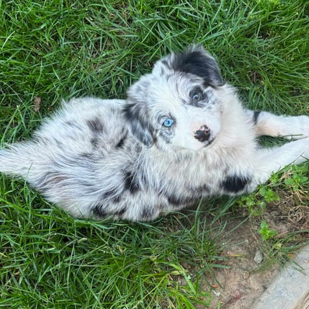 Blue joined the competition — help win amazing prizes! puppy, dog, grass, blue_eyes, outdoor, pet, cute, fur, animal, laying_down, black_and_white, spot, nature, young_dog, canine, playful, curious, fur_pattern, grass_patch, summer
