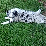 Blue joined the competition — help win amazing prizes! puppy, dog, merle, grass, outdoor, pet, canine, lying_down, young_dog, nature, greenery, fur, animal, cute, playful, summer, leaf, resting, mammal, adorable
