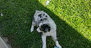 Blue joined the competition — help win amazing prizes! puppy, dog, grass, toy, stuffed_animal, outdoor, sunlight, shadow, pet, playful, fluffy, greenery, animal, young_dog, nature, summer, relaxed, backyard, daytime, cute
