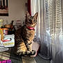Egypt joined the competition — help win amazing prizes! cat, tabby, pet, indoor, table, curtains, sunlight, shadow, collar, pink_collar, furniture, window, home, domestic_animal, fur, whiskers, tail, curious, seated, cozy
