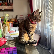 Egypt joined the competition — help win amazing prizes! cat, tabby, pink_collar, sitting, table, sunlight, window_blinds, blurred_background, pineapple, household_items, indoor, pet, feline, striped, curtains, cozy, domestic, side_view, natural_light, relaxed