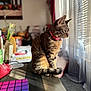 cat, tabby, pink_collar, sitting, table, sunlight, window_blinds, blurred_background, pineapple, household_items, indoor, pet, feline, striped, curtains, cozy, domestic, side_view, natural_light, relaxed