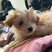 Bella is registered to the contest to win money with this photo: puppy, dog, fluffy, tan, pet, lying_down, blanket, indoor, cute, young, fur, face, ears, nose, resting, domestic_animal, animal, closeup, soft, relaxed