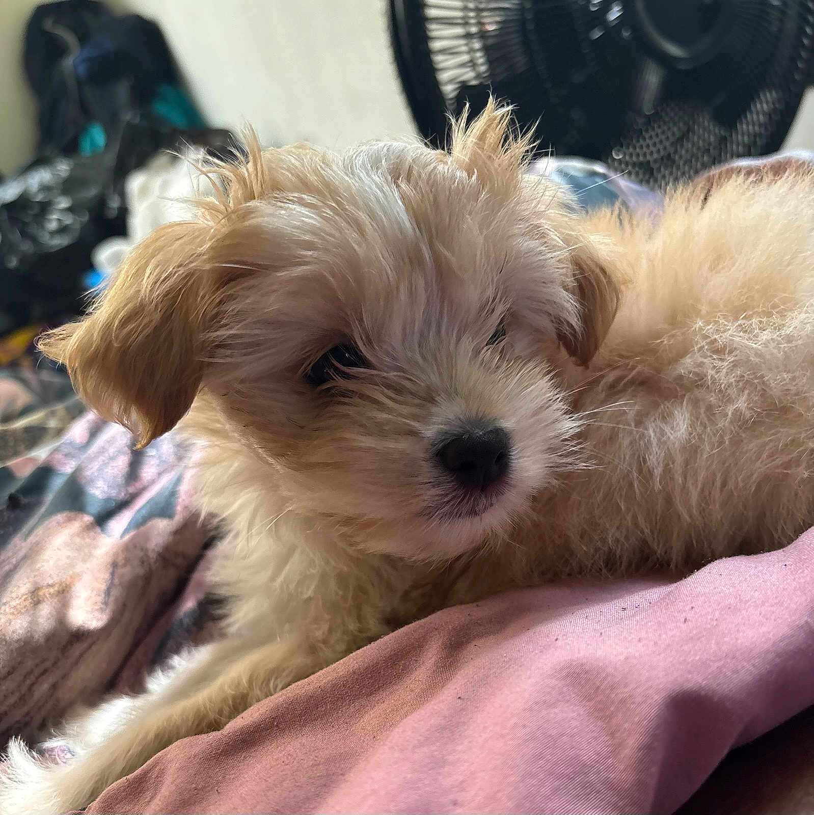 Bella is registered to the contest to win money with this photo: puppy, dog, fluffy, tan, pet, lying_down, blanket, indoor, cute, young, fur, face, ears, nose, resting, domestic_animal, animal, closeup, soft, relaxed
