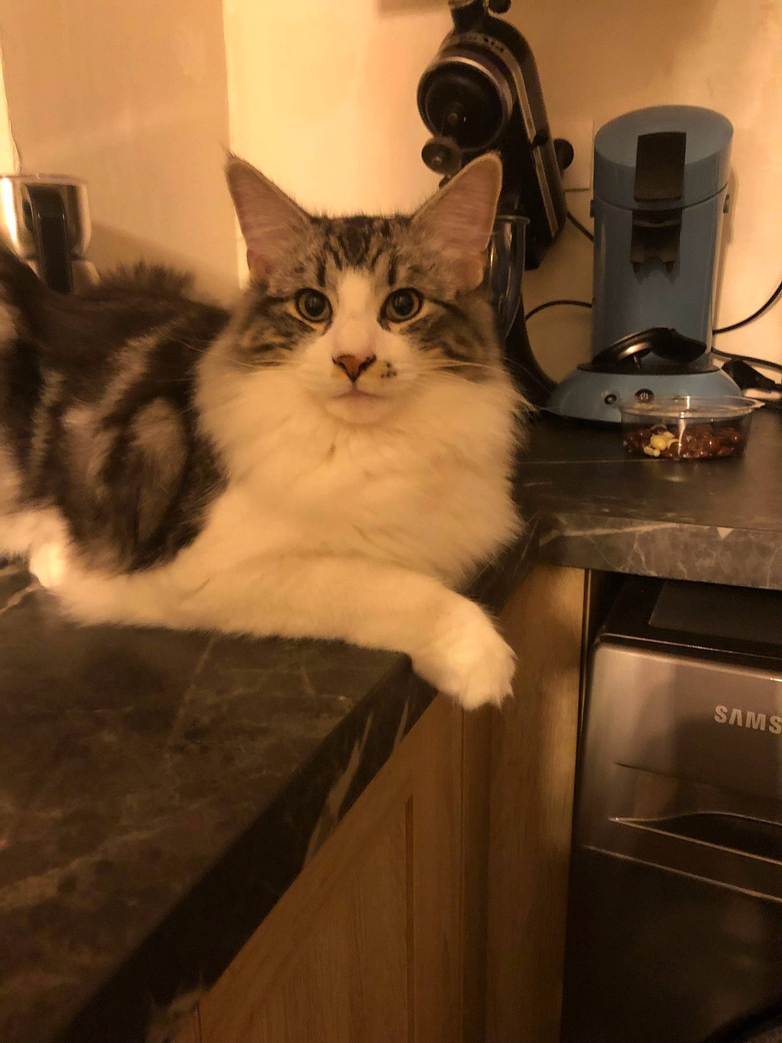 Temo participe au concours pour gagner de l'argent avec cette photo : box, cabinetry, cardboard, carnivore, cat, domestic_short_haired_cat, drawer, felidae, fur, gas, hardwood, home_appliance, kitchen_appliance, major_appliance, paw, small_to_medium_sized_cats, snout, tail, whiskers, wood