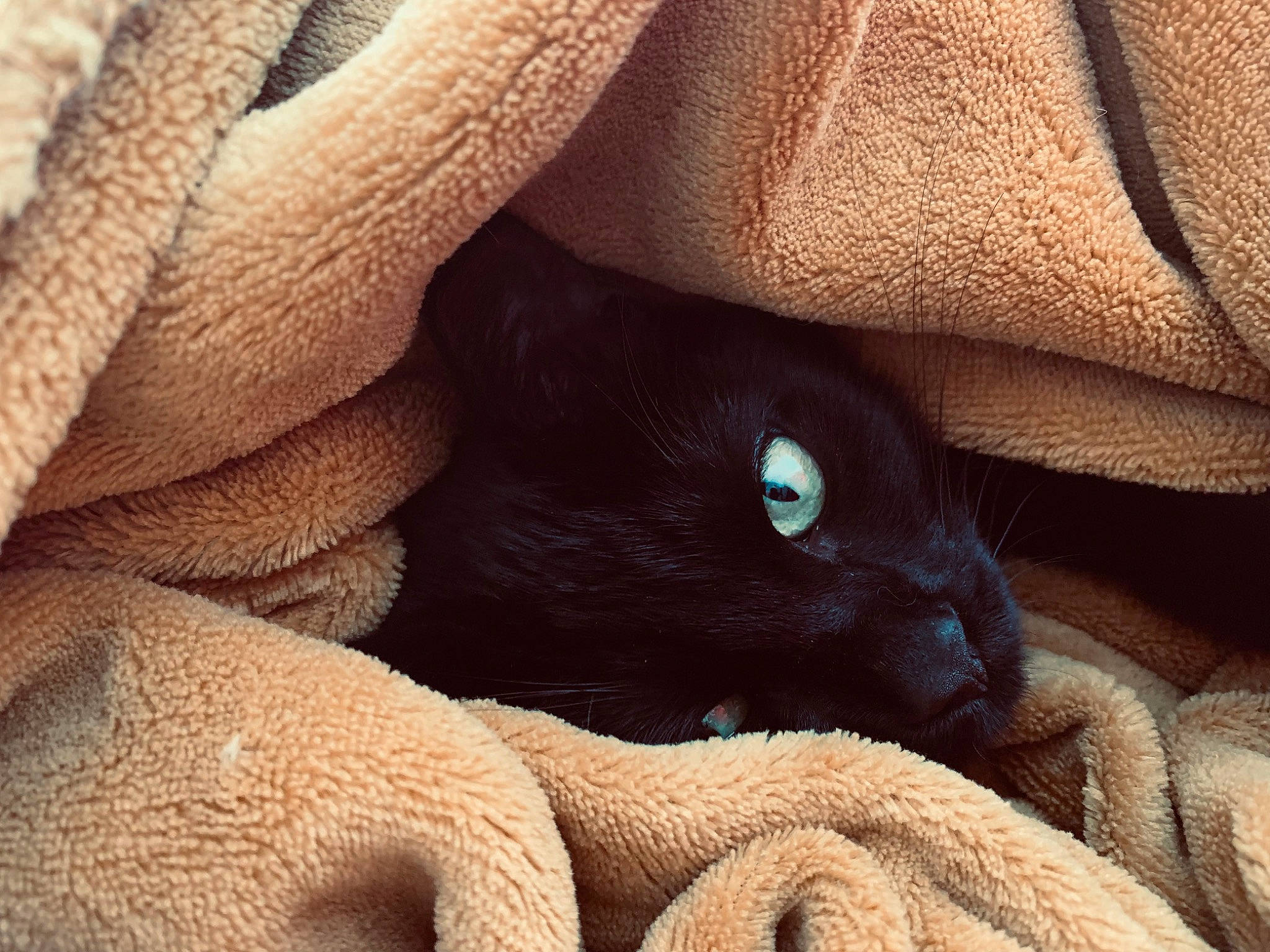 Bagheera