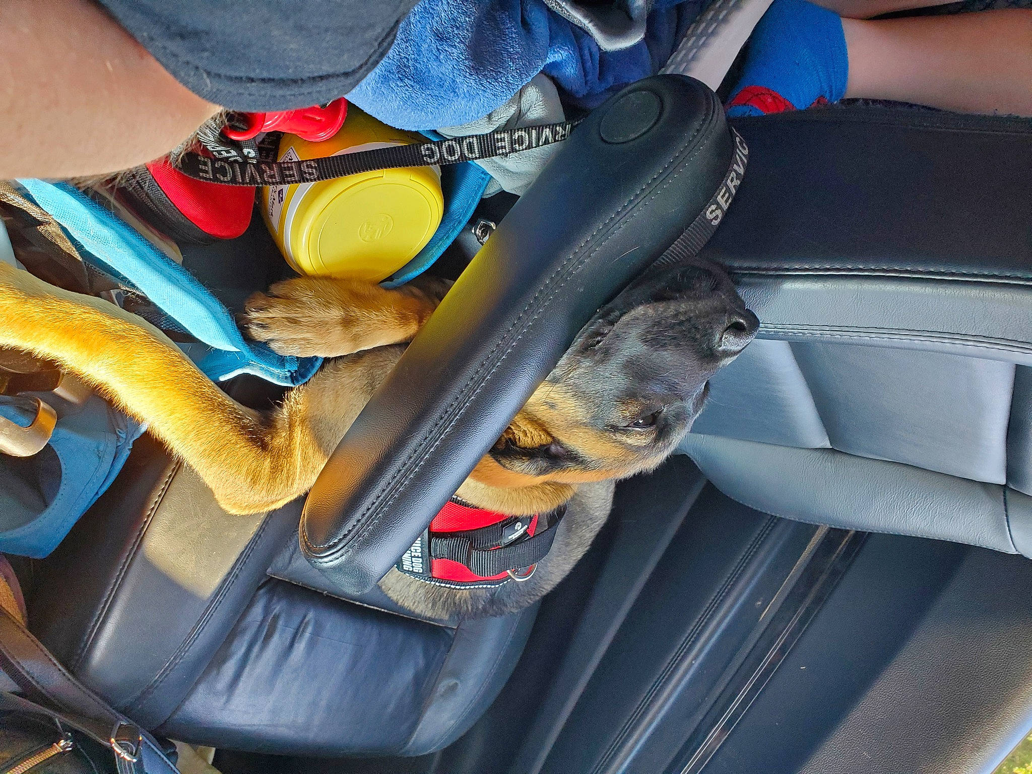 Luna Marie joined the competition — help win amazing prizes! bag, baggage, car_seat, car_seat_cover, electric_blue, leather, safety_glove, strap, synthetic_rubber, vehicle_door