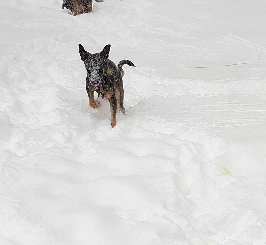 Luna Marie joined the competition — help win amazing prizes! australian_cattle_dog, canidae, carnivore, companion_dog, dog, dog_breed, guard_dog, herding_dog, hunting_dog, liver, mammal, pack_animal, snout, snow, sporting_group, tail, terrier, working_animal, working_dog