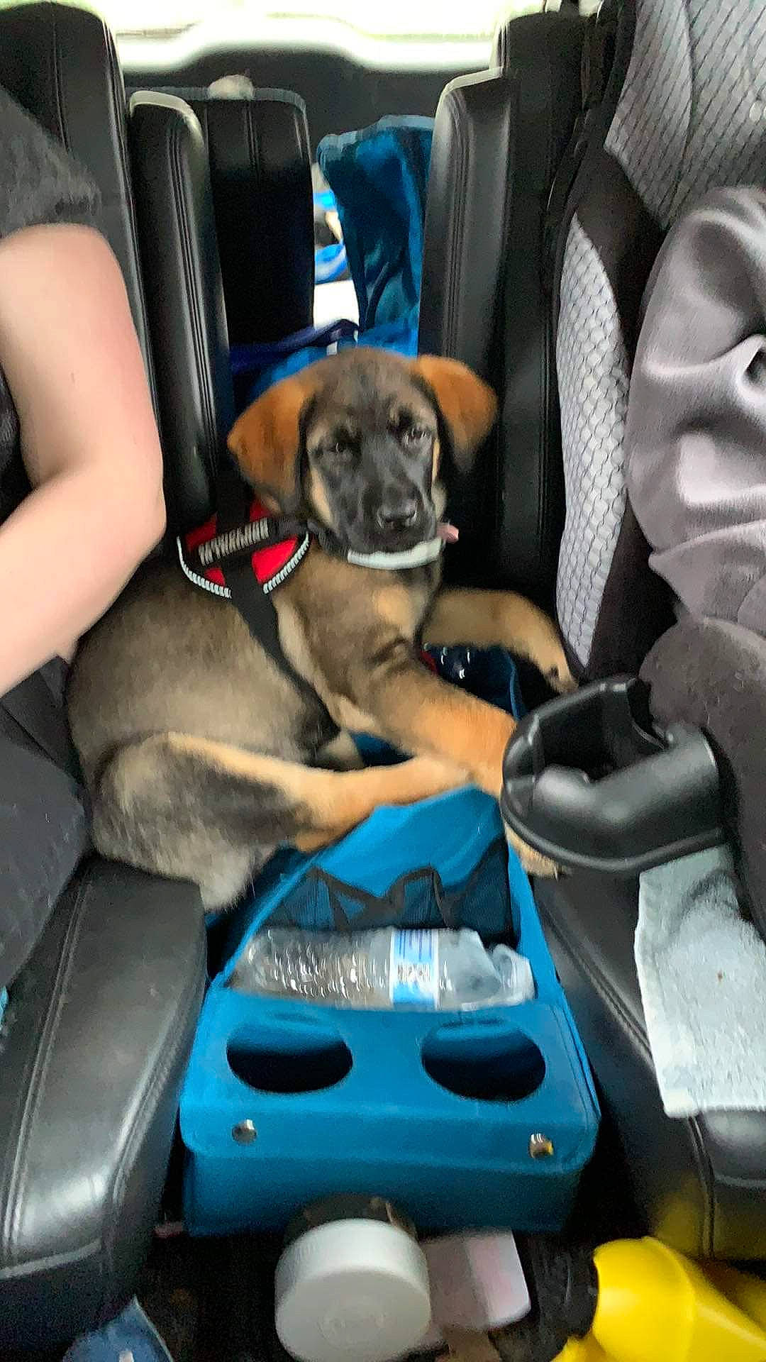 Luna Marie joined the competition — help win amazing prizes! canidae, car_seat, car_seat_cover, carnivore, comfort, companion_dog, dog, dog_breed, head_restraint, leather, plastic, puppy, sporting_group, vehicle_door, working_animal