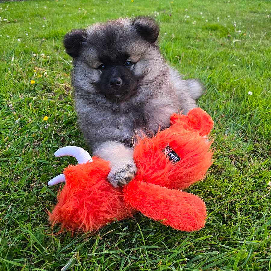 Artémis a rejoint le concours — aidez-le/la à gagner de superbes lots ! adorable, animal, cute, dog, fluffy, fun, furry, grass, greenery, leisure, mammal, nature, outdoor, pet, playing, puppy, summer, toy, yard, young