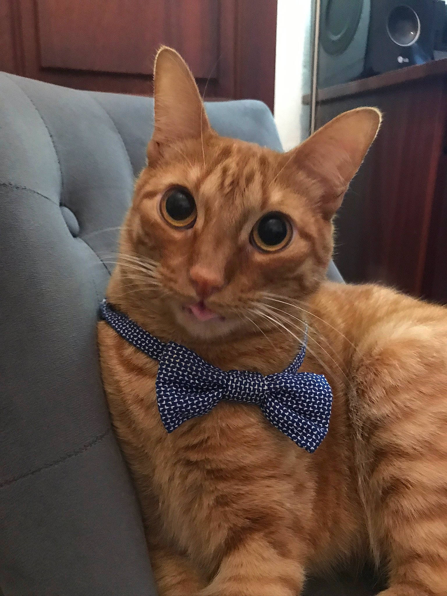 Gecko a rejoint le concours — aidez-le/la à gagner de superbes lots ! audio_equipment, carnivore, cat, claw, comfort, couch, domestic_short_haired_cat, fawn, felidae, fur, loudspeaker, small_to_medium_sized_cats, snout, sound_box, studio_monitor, subwoofer, tail, whiskers, window, wood