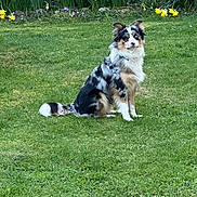 Ayrton a rejoint le concours — aidez-le/la à gagner de superbes lots ! dog, australian_shepherd, grass, garden, flowers, daffodils, stone_wall, greenery, outdoor, nature, pet, canine, animal, spring, sitting, fur, blue_eyes, portrait, calm, beautiful